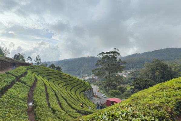 Tea Estate