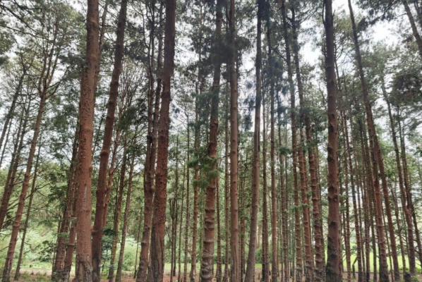 Pine Forest