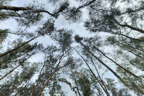 Punnapra Casuarina Grove